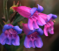 پنستمون هتروفیلوس